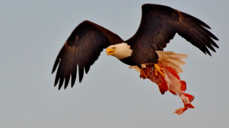 bald eagle flying with red snapper in talons